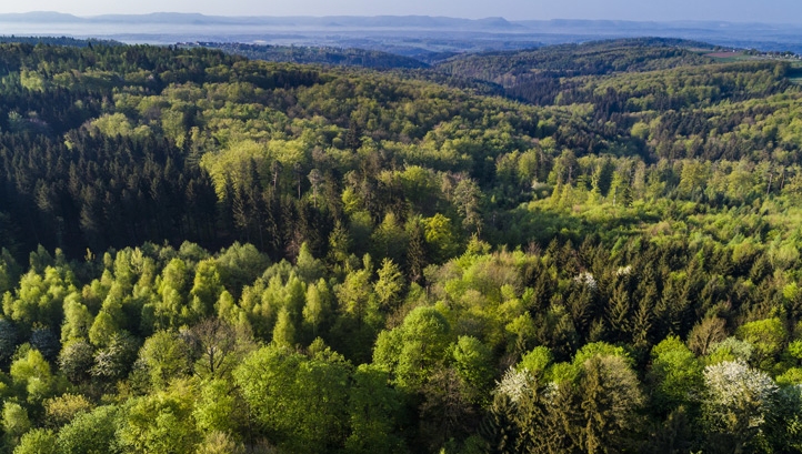 Ending deforestation: A collective effort